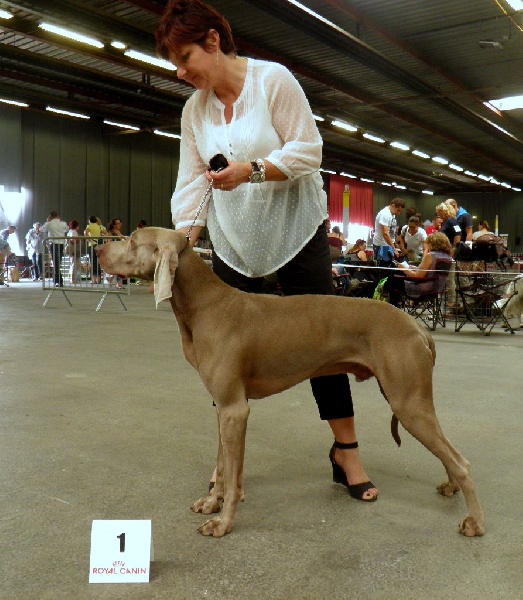 Absyss (Sans Affixe) - 1 ER Excellent Classe Intermediaire