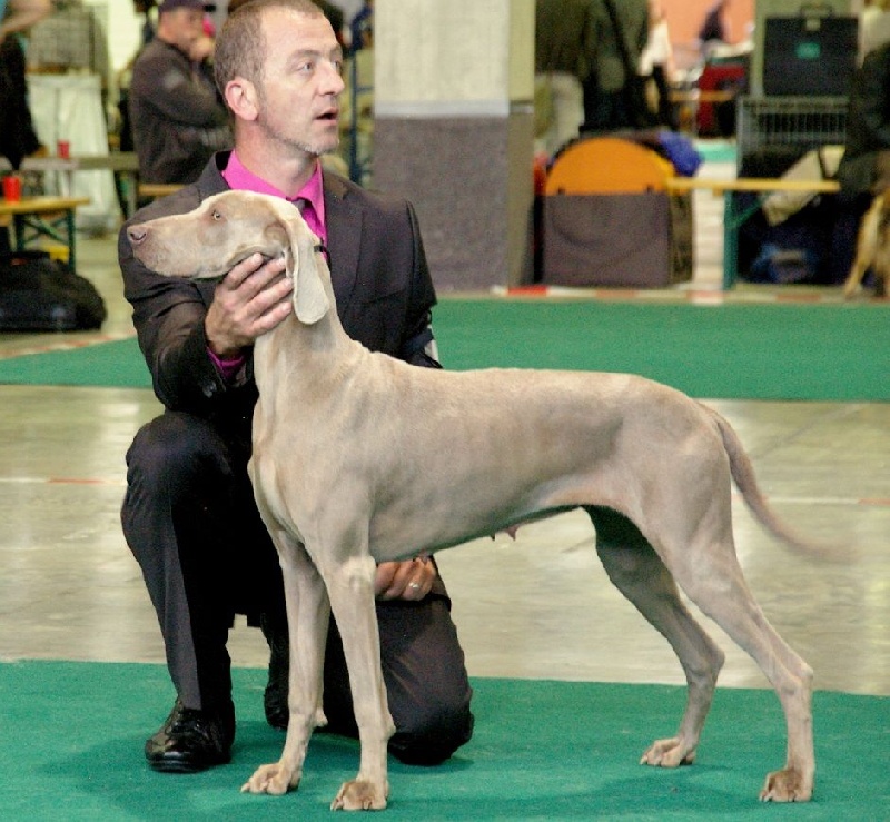 C.i.e ch.g'heka-aleck von atria cordis - CAC CACIB