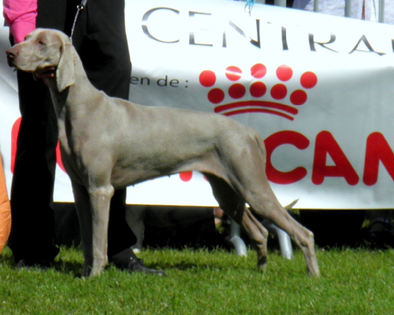 C.i.e ch.g'heka-aleck von atria cordis - 1 er Excellent Classe Jeune Femelle