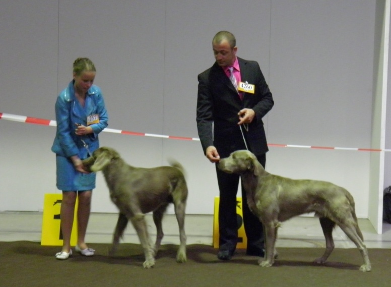 CH. Lux ewan des beiges du lavoir Martin - 1 Exc Classe ouverte CACL R.CACIB