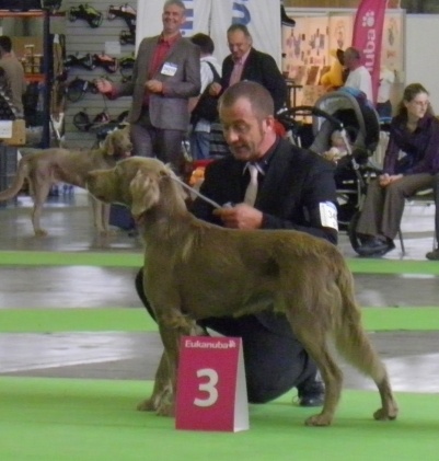 CH. Lux ewan des beiges du lavoir Martin - 3 Ieme Excellent classe ouverte Male