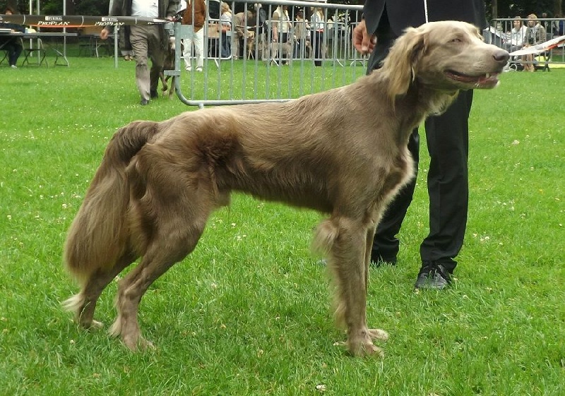 Wintw jch lux jesse Tiroux De Grisant - 2 iem Trés Bon