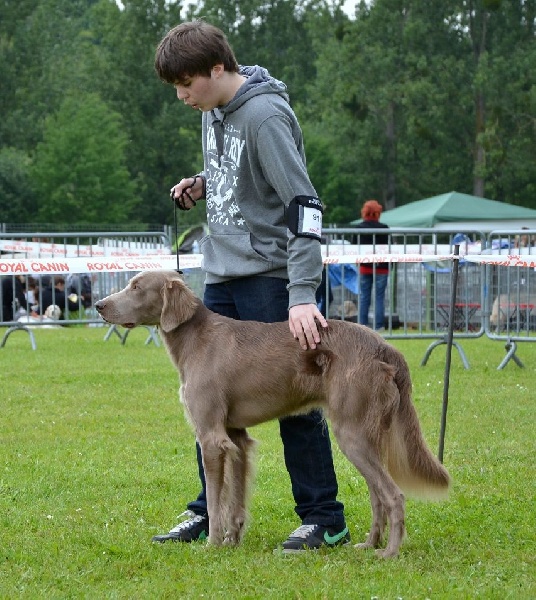 Wintw jch lux jesse Tiroux De Grisant - 1 IER Excell Classe Ouverte CACS