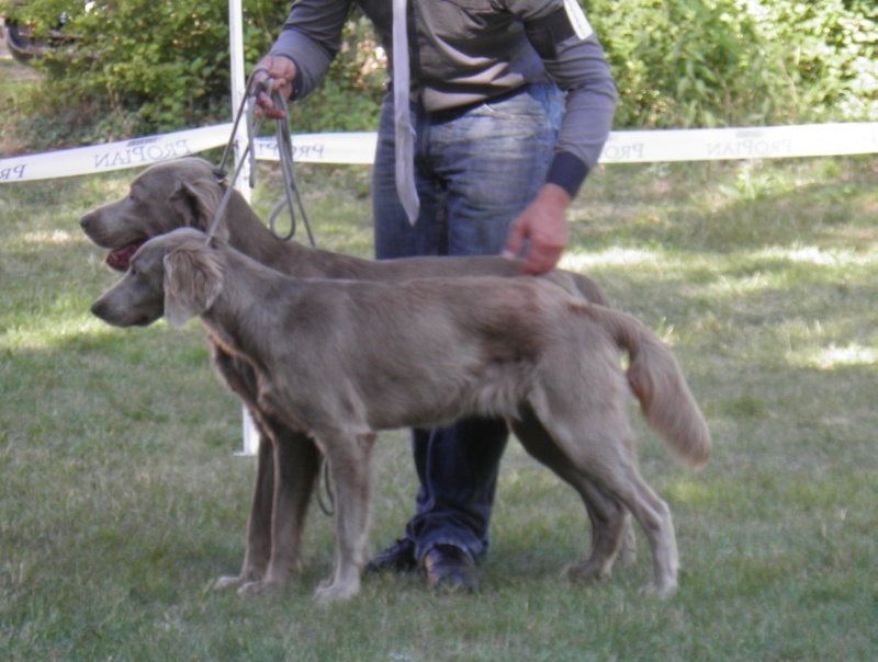 CH. Lux ewan des beiges du lavoir Martin - MEILLEUR COUPLE