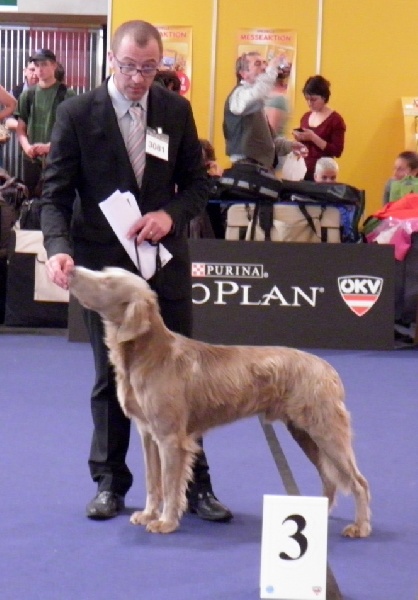 CH. Lux ewan des beiges du lavoir Martin - 3 Iem Excellent