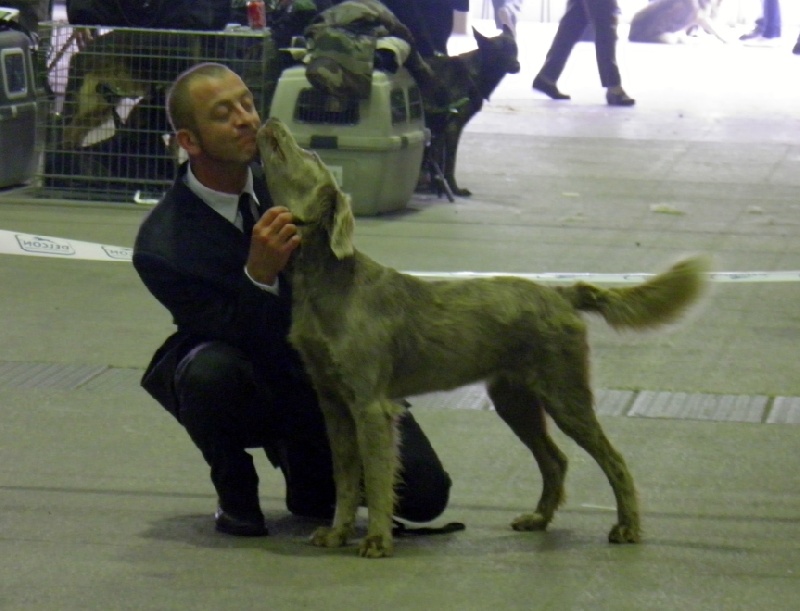 Wintw jch lux jesse Tiroux De Grisant - 1 Ere Exc Classe Ouverte CACS MEILLEURE DE RACE