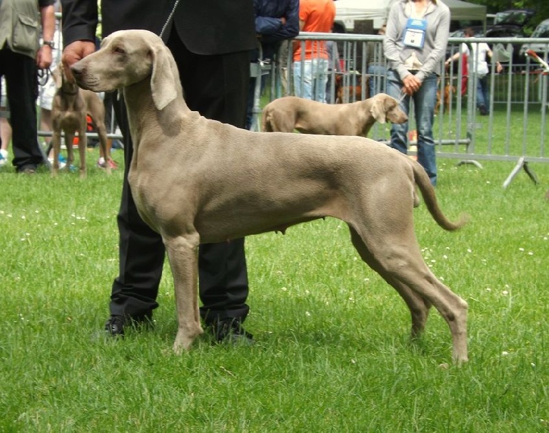 C.i.e ch.g'heka-aleck von atria cordis - 1 ere Excellente Classe Ouverte