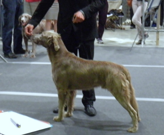 CH. Lux ewan des beiges du lavoir Martin - 1 er Trés Bon Classe ouverte