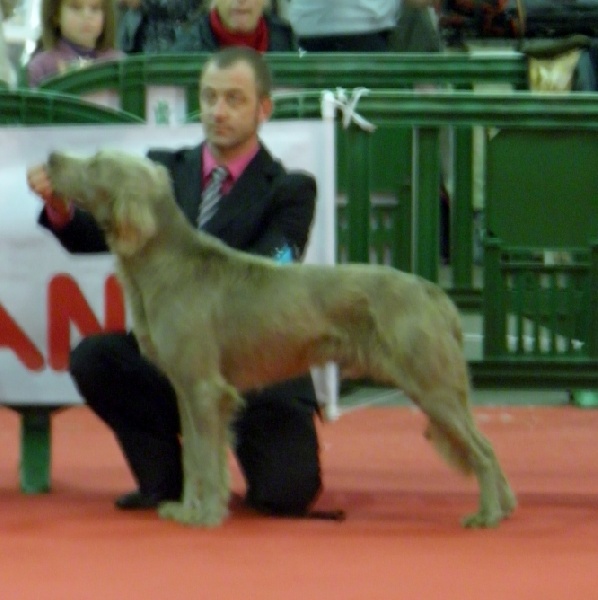 CH. Lux ewan des beiges du lavoir Martin - 1 Ere Exc Classe Ouverte CACS CACIB BOB