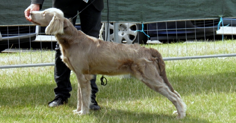 Wintw jch lux jesse Tiroux De Grisant - 1 Er Excellent Classe Ouverte CACS