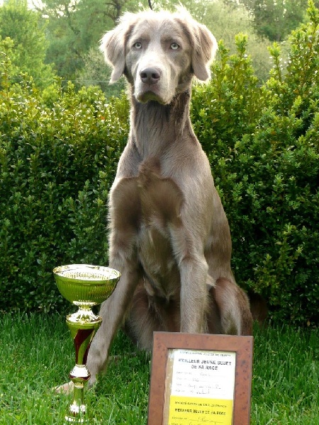 Wintw jch lux jesse Tiroux De Grisant - MEILLEURE DE RACE