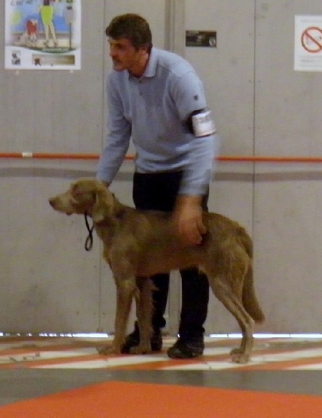 CH. Lux ewan des beiges du lavoir Martin - Meilleur Jeune de Race