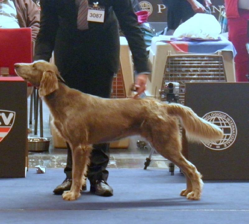 Wintw jch lux jesse Tiroux De Grisant - 1 ere Excellent classe intermediaire C.A.C.A