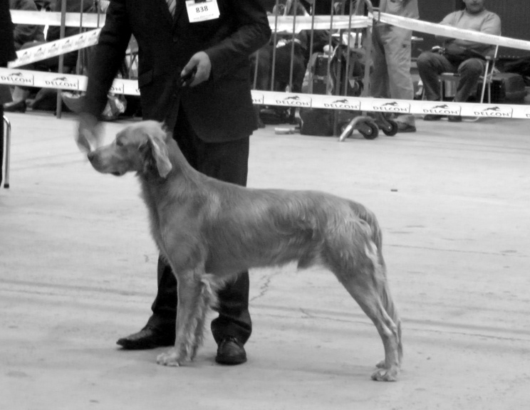 CH. Lux ewan des beiges du lavoir Martin - 2 Iem Excellent Classe Ouverte Male