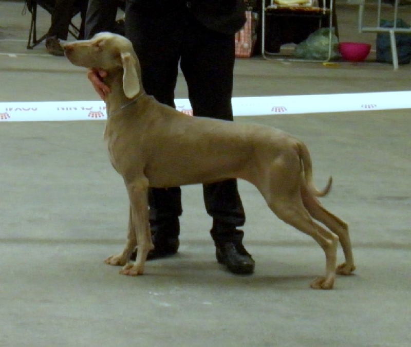 C.i.e ch.g'heka-aleck von atria cordis - 2 EME Excellente Classe Ouverte