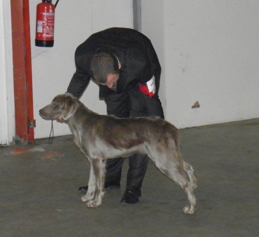 Wintw jch lux jesse Tiroux De Grisant - 1 Ere Excellente , Meilleur Jeune de Race