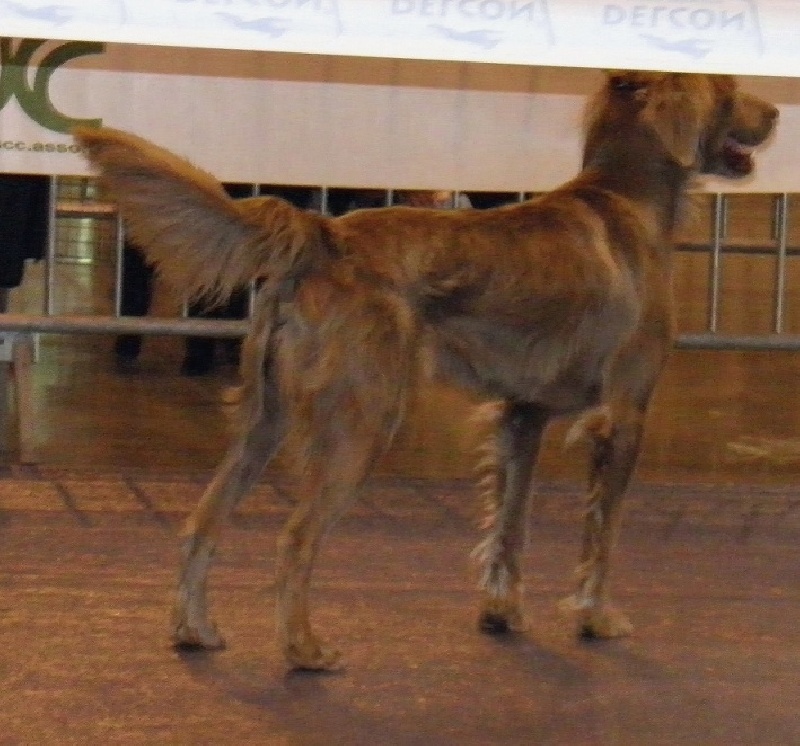 CH. Lux ewan des beiges du lavoir Martin - 1 Exc Classe ouverte CACS Meilleur de Race