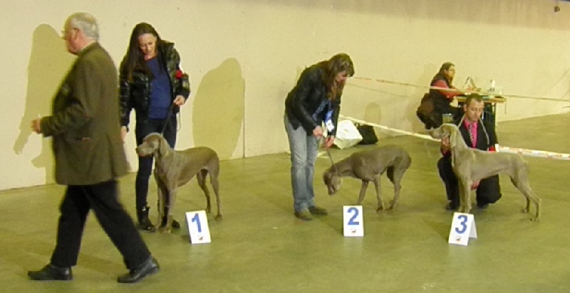 C.i.e ch.g'heka-aleck von atria cordis - 3 Iem Excellente