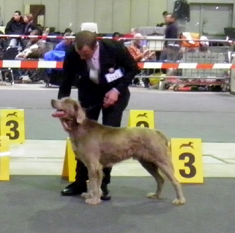 CH. Lux ewan des beiges du lavoir Martin - 1 Er Excellent Classe Ouverte CACL