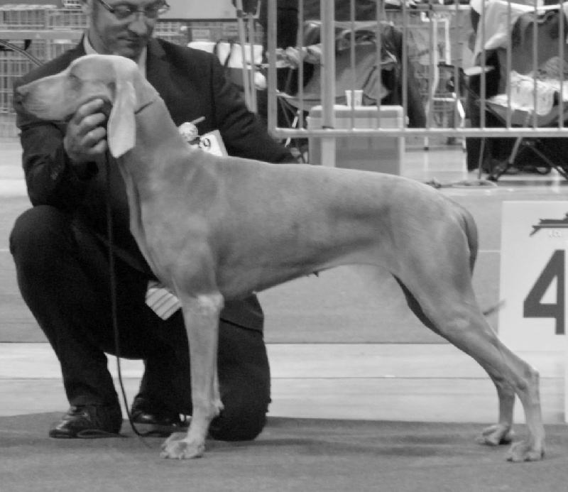 C.i.e ch.g'heka-aleck von atria cordis - 3 Iem Exc Classe ouverte femelle