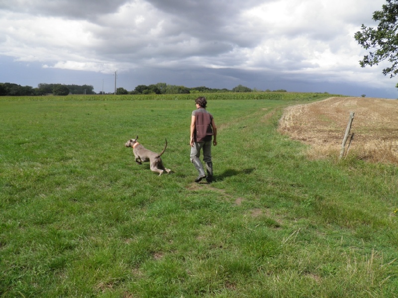 CH. Lux ewan des beiges du lavoir Martin - TAN