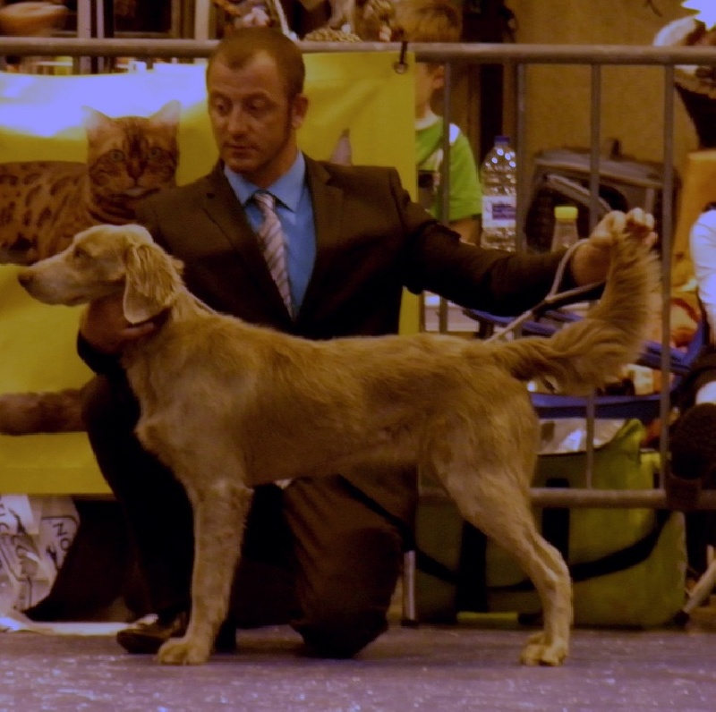 Wintw jch lux jesse Tiroux De Grisant - MEILLEURE PUPPY DE RACE Trés Prometteuse