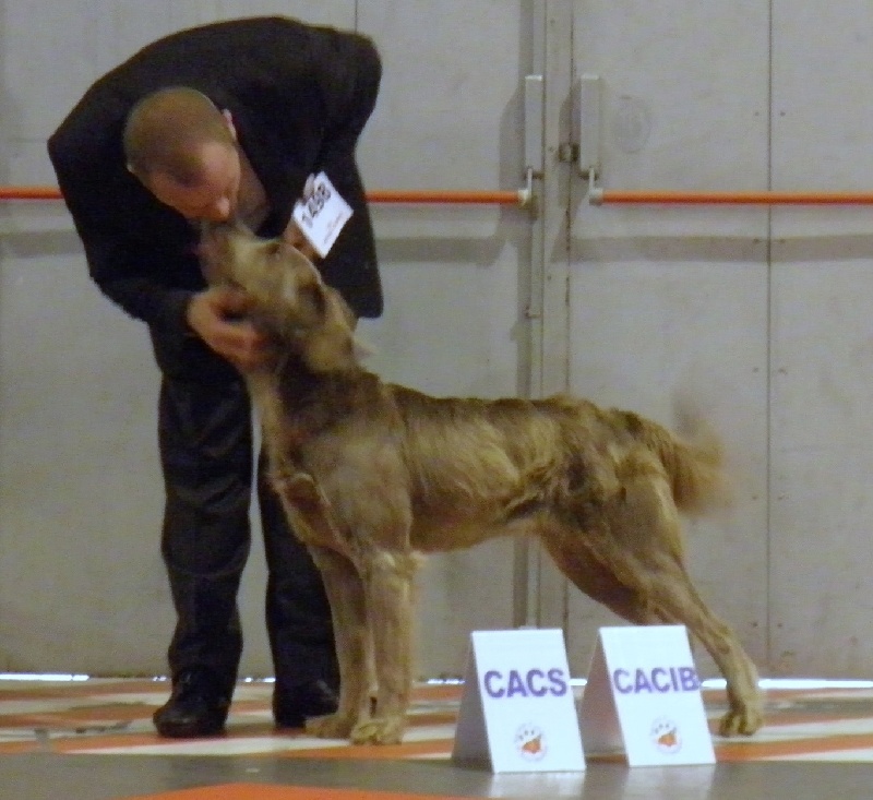 Wintw jch lux jesse Tiroux De Grisant - 1 ere Excellente CACS CACIB