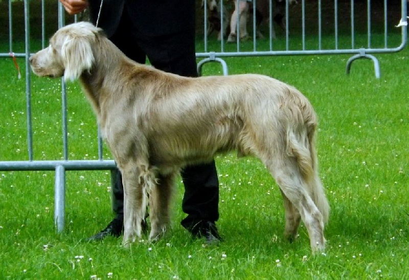 CH. Lux ewan des beiges du lavoir Martin - 1 er Excellent classe champion