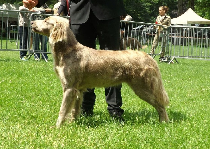 Wintw jch lux jesse Tiroux De Grisant - 1 ere Trés Bon Classe Ouverte