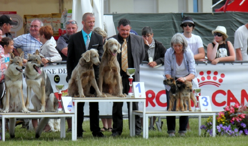CH. Lux ewan des beiges du lavoir Martin - MEILLEUR COUPLE DE L'EXPO