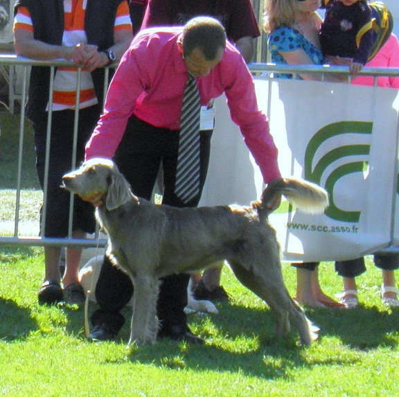 Wintw jch lux jesse Tiroux De Grisant - 1 er excel classe ouverte CACS