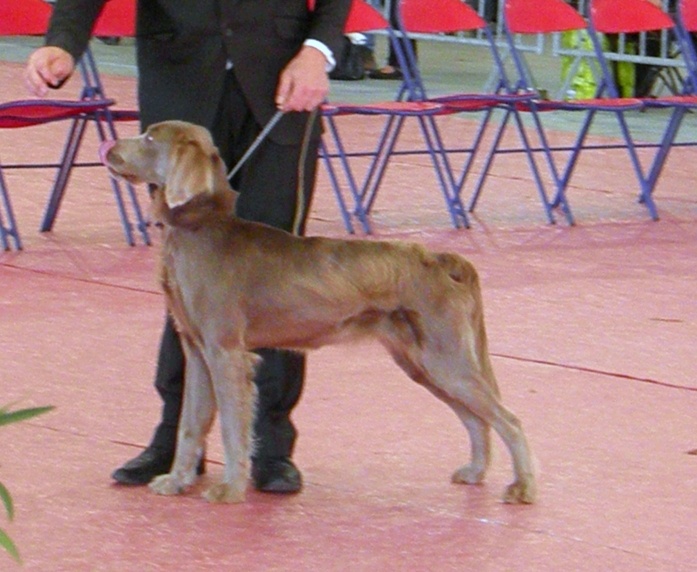 Wintw jch lux jesse Tiroux De Grisant - 1 Ere Excellente CACS MEILLEURE DE RACE