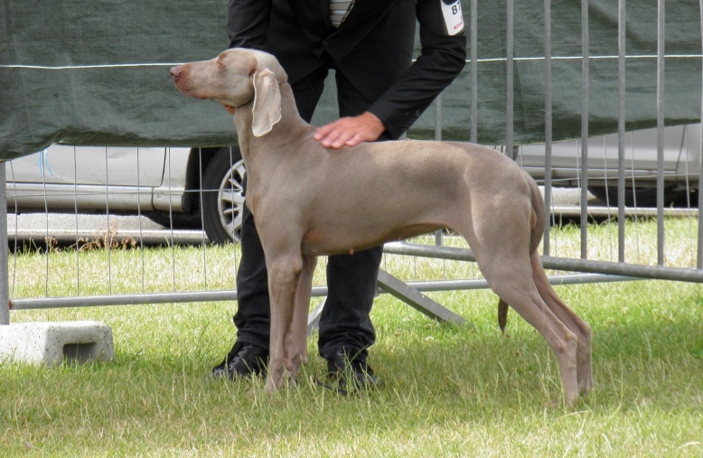 Freya - day des Gris d'Urbanou - 1 Er Excellente Classe Ouverte
