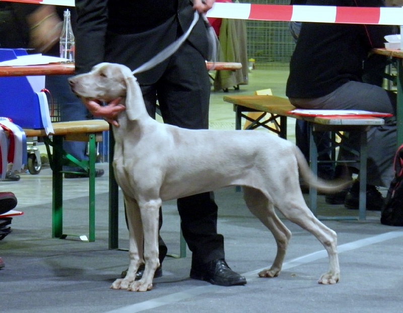 C.i.e ch.g'heka-aleck von atria cordis - Tres Prometteur BEST PUPPY OF BREED