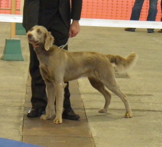 Wintw jch lux jesse Tiroux De Grisant - 1 Er Excellent Classe Jeune,