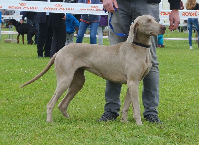 Absyss (Sans Affixe) - 1 ERE Excellente Classe Ouverte Femelle