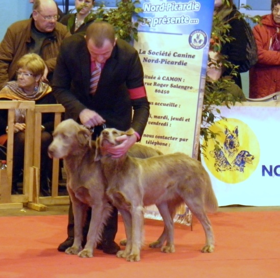 Wintw jch lux jesse Tiroux De Grisant - 1er excellent CACS Classe Intermediaire