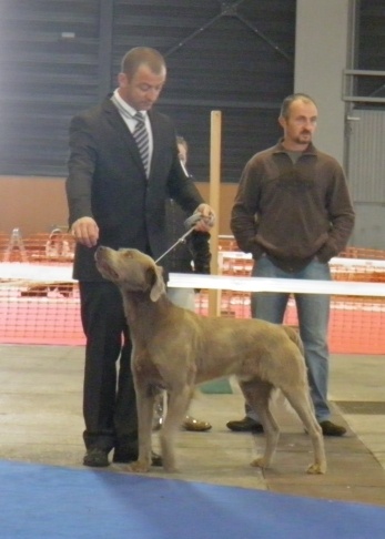 CH. Lux ewan des beiges du lavoir Martin - 1 exc CACS CACIB MEILLEUR DE RACE