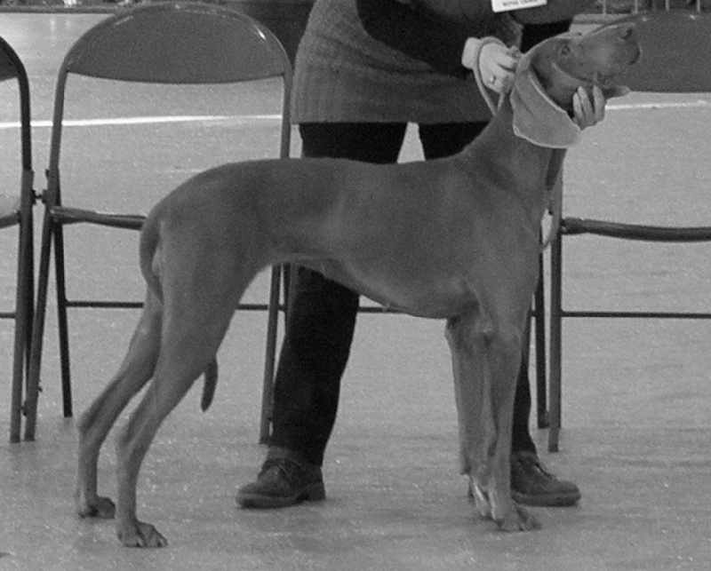 Freya - day des Gris d'Urbanou - Confirmée TB