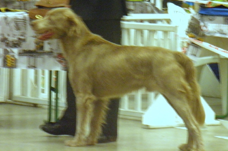 CH. Lux ewan des beiges du lavoir Martin - 1 er Excellent Classe Champion