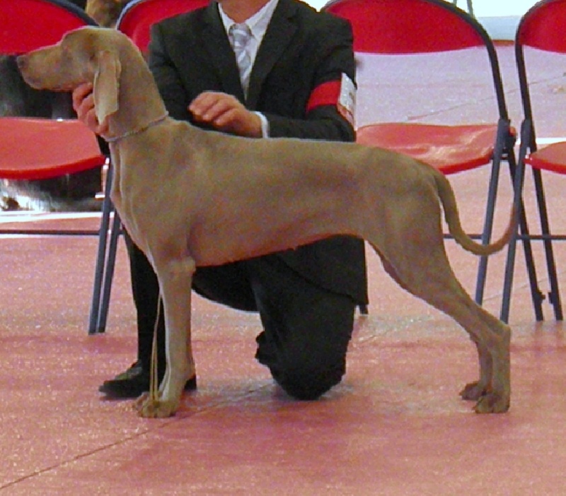 C.i.e ch.g'heka-aleck von atria cordis - 2 Ieme Excellente