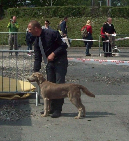 Wintw jch lux jesse Tiroux De Grisant - MEILLEURE PUPPY DE RACE Trés Prometteuse