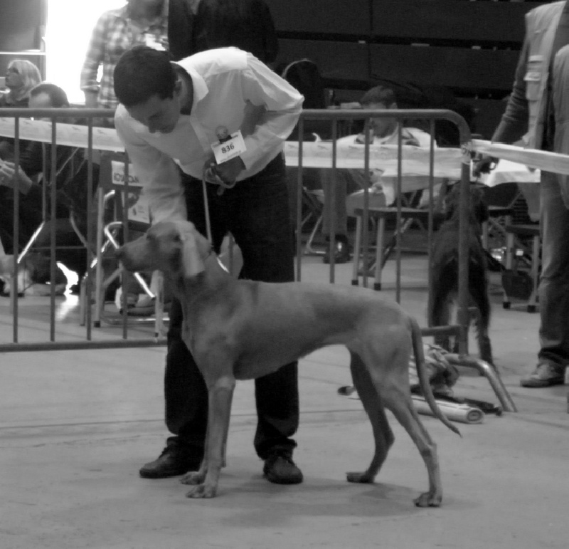 Absyss (Sans Affixe) - 3 Iem Trés Bon Classe jeune femelle , Confirmée Trés Bon