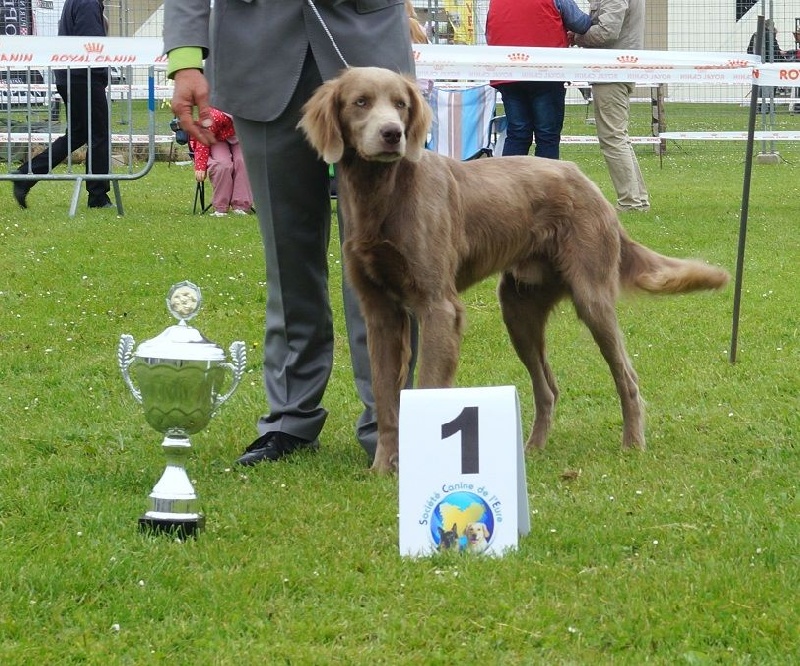 Wintw jch lux jesse Tiroux De Grisant - 1 ERE Excellente Classe Ouverte