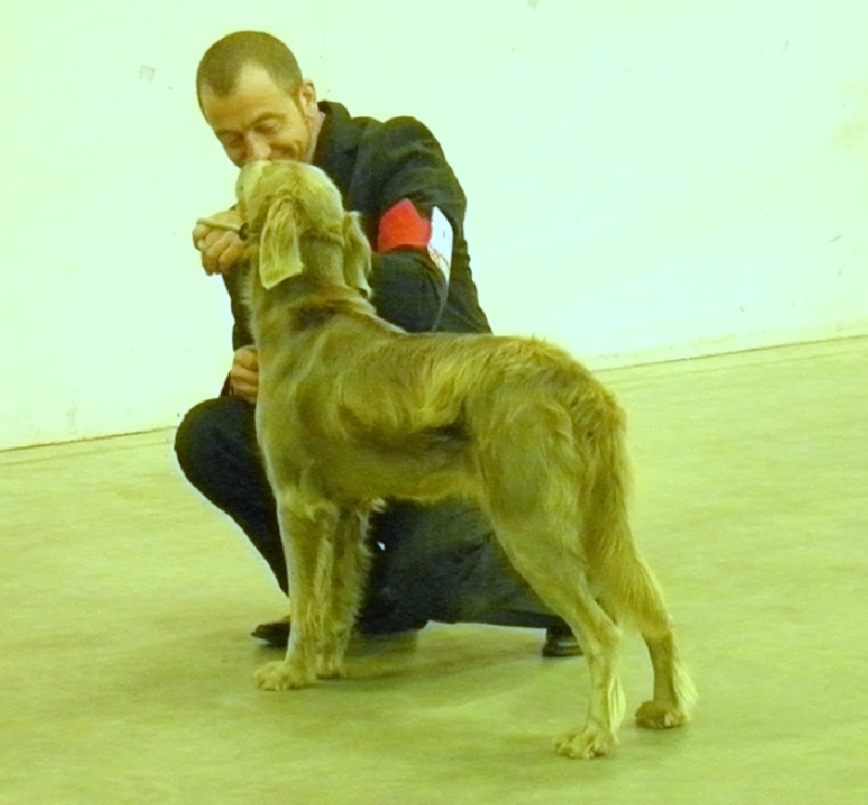 Wintw jch lux jesse Tiroux De Grisant - 1 Ere Exc Classe Ouverte CACS CACIB