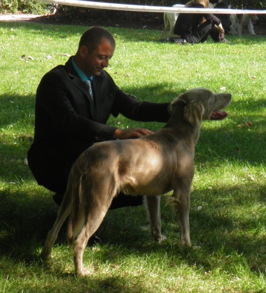 CH. Lux ewan des beiges du lavoir Martin - 1 Er Exc C Ouverte CACS Meilleur de Race