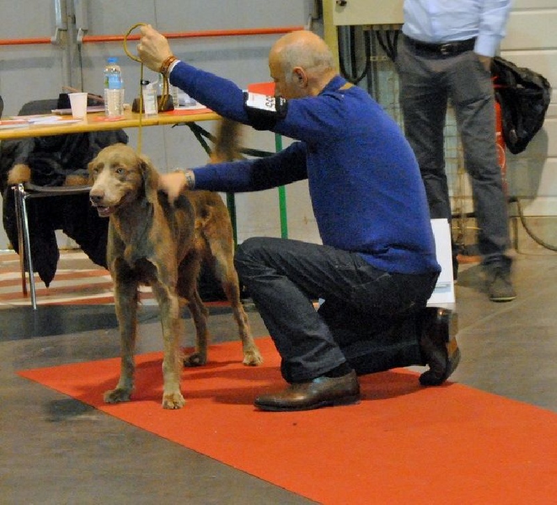 Wintw jch lux jesse Tiroux De Grisant - ITACK-HONNOR DGU