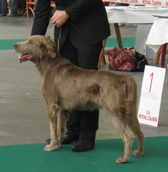 CH. Lux ewan des beiges du lavoir Martin - CLASSE OUVERTE MALE