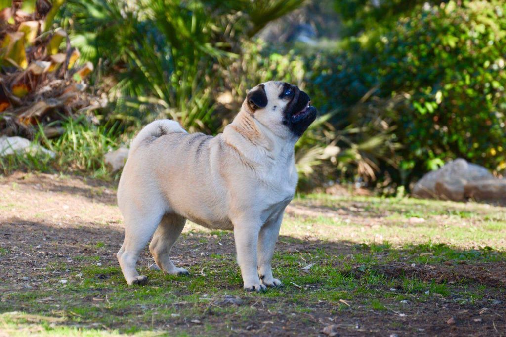 Publication : des Etoiles De Merida Auteur : Audrey