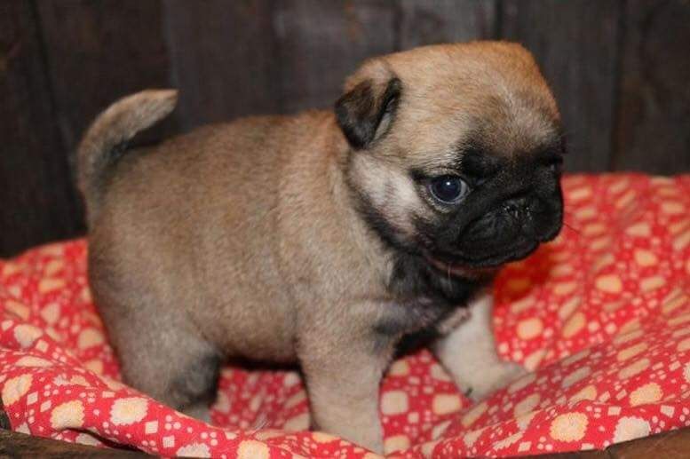 Publication : des Etoiles De Merida Auteur : Audrey